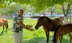 Manisa’da pazara inen yılkı atları kavunla beslendi