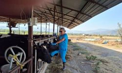 Aydın’da şap hastalığı: Mahalle karantinaya alındı