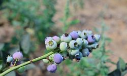 Dalından değil buzluktan tüketin: Donmuş hali daha sağlıklı çıktı