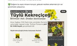 Küre Dağları’nda keşif: Tüylü Kekreçiçeği floramıza kaydedildi
