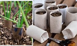 Tuvalet kağıdı rulolarının da sarrafı var: Çöpe attığınız kartonlar bahçede altına dönüşüyor