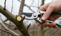 Kasım ayında budanması gereken ağaç ve bitkiler: Bahara güçlü girmek için son fırsat