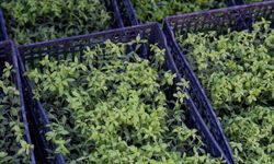 Evde hazırlanan bu karışım fideleri uçuruyor: Hasadı neredeyse ikiye katlıyor