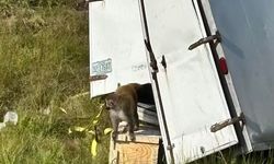 ABD'de deney maymunları kaçtı: Hastalık riski kapıda!