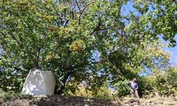 Kestane üreticisinin yüzü gülüyor! Aydın’da hasat tamamlanıyor