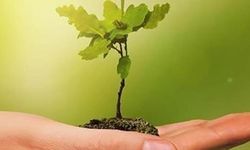 Türkiye bankalarının iklim adımları sınırlı kaldı