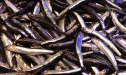 Hamsinin ihracatına boy engeli