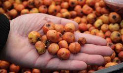 Dağların şifası tezgahlarda! Kışın habercisi altın değerinde