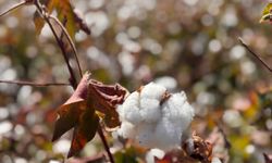 Şanlıurfa'da beyaz altın hasadı başladı