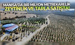 Manisa’da bir milyon metrekarelik zeytinlik ve tarla satışta!