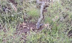 Yaylada engerek paniği