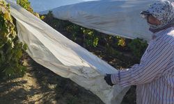 Manisa’da üzüm bağları yeni sezona hazırlanıyor