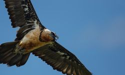 Akbaba izleme istasyonu ile doğayı yakından incelediler