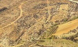 Yanan 11 bin 740 hektar orman alanı yeniden yeşillendirilecek