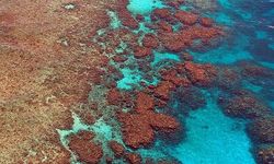 Büyük Set Resifi mercanları 2050’ye kadar azalabilir