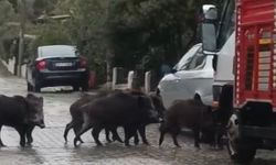 Yağış sonrası aç kalan yaban domuzları merkeze indi!