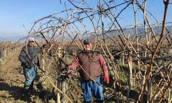 Bağ budama dönemi başladı: yevmiyeler belli oldu!
