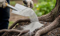 Bahçıvanların vazgeçilmez yöntemi: Odun külüyle kışa hazırlık