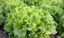 İzmir Bergamalı çiftçiden marul isyanı: "Tanesi 2 lira ediyor, koyun yayacağım!"