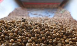 Demirköy’deki ceviz işletmesi enerjisini güneşten karşılayarak üretimi artırıyor