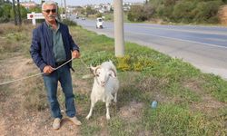 Şehirden kaçıp Didim’de çiftlik kurdu: “Keçilerimle daha mutluyum”