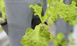 TENMAK topraksız dikey tarım uygulamalarıyla enerji ve su tasarrufu sağlıyor