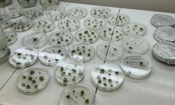 Domateste gen düzenleme projesine TÜBİTAK desteği