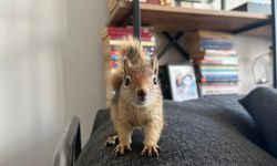 Epileptik sincap Yoda’ya uluslararası tedavi