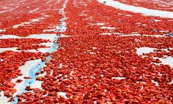 Ege'den 98 ülkeye lezzet köprüsü: Kuru domateste fiyat artışı geliri kurtardı!