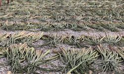 Hatay’da su sümbüllerinden kadınlara gelir kapısı açıldı