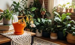 Ev bitkilerinde mucize etki: Solan çiçekleri hayata döndürüyor