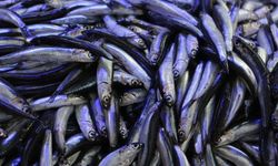 Samsun’da tezgâhlar doldu: Hamsi irileşti, talep arttı