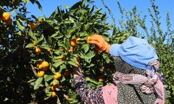 İzmir'in gözdesi mandalinada fiyat farkı şoke etti! Bahçeden eve gelene kadar fiyatı 3 kat artıyor!