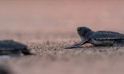 Yeşil deniz kaplumbağaları nesli tükenme tehlikesinden kurtuldu