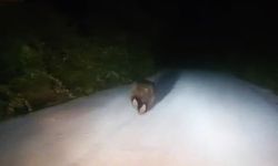Karabük’te yolda koşan ayı görenleri şaşırttı