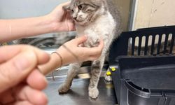 Kedi acı içinde resmen yardım istedi