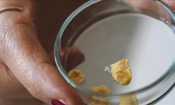 Gazi Üniversitesi balık kılçıklarını çevre dostu kolajene dönüştürdü