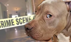 ABD’de sıra dışı kaza: Köpek yatağa atlayınca tüfek ateş aldı, sahibi yaralandı