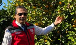Kuşadası’nda mandalina üreticisine sezon başında destek!