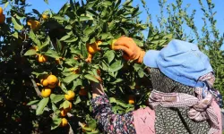 Sıcak hava narenciyeyi vurdu… Üretici alıcı bekliyor