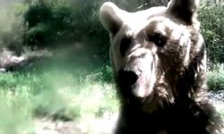 Ormanda yavrularıyla gezen ayı, fotokapana saldırdı