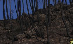 Türkiye’de yanan orman alanları hızlı bir şekilde yeşillendiriliyor