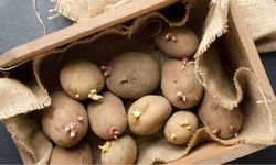 Bir kez deneyen vazgeçmiyor: Patatesi filizlenmekten kurtaran pratik yöntem