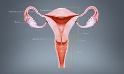 İzmirli uzman uyardı! Rahim sarkması vakaları hızla artıyor