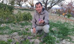 Demirci’de safran üretimi ilk kez yapıldı