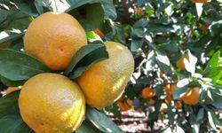 Akdeniz meyve sineği tehlikesi büyüdü!