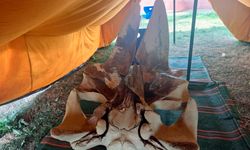 Fin balinası iskeleti gün yüzüne çıktı