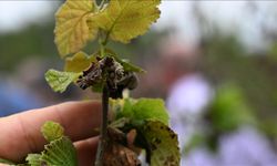 Zirai dondan etkilenen üreticilere 6,5 milyar lira destek