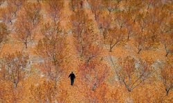 Zirai don felaketi: TARSİM'le kurtulan 5 bin dönümlük meyve bahçesi