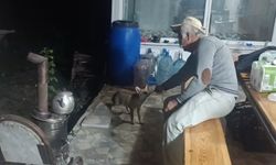 Tokat’ta bağ evine gelen üç tilki her akşam sevimli anlar yaşatıyor